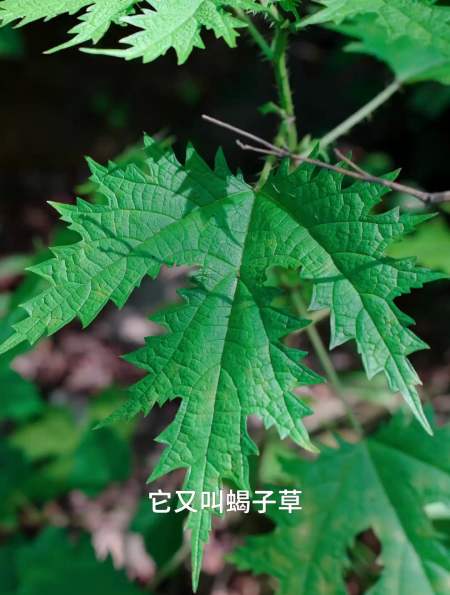 蝎子草又名咬人草,是一颗很聪明的植物,用自己都毛刺来保护自己-度小