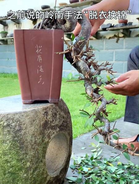 看我如何用岭南手法"脱衣换锦"来修剪一棵悬崖式的榆树盆景!-度小视