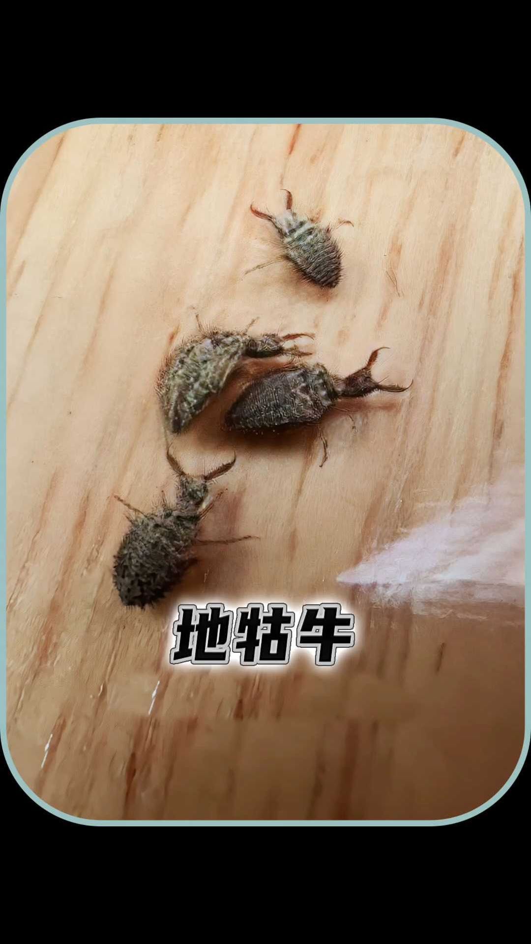 没有肛门的地牯牛该如何进食呢?