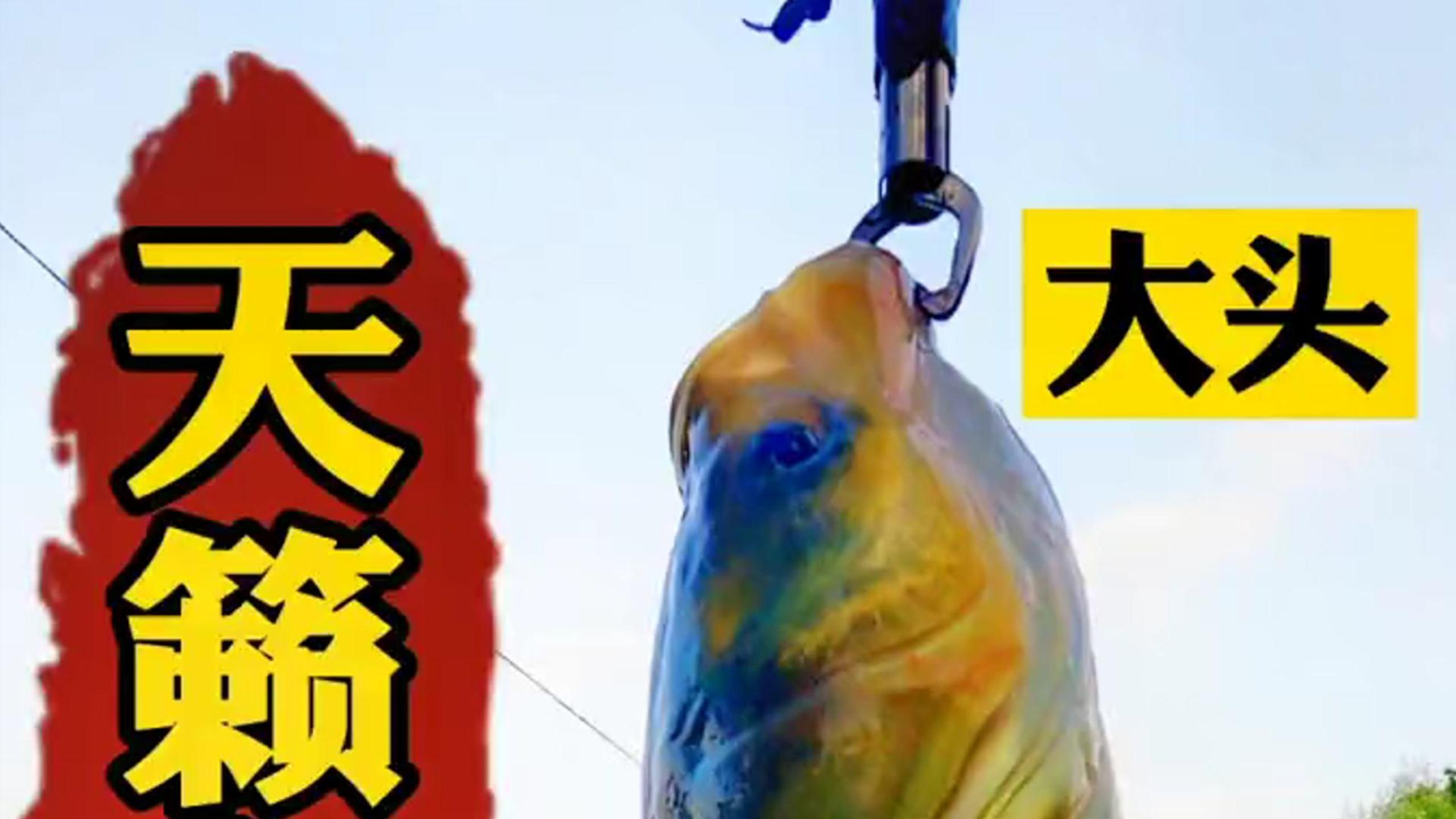 野钓上钩大头鱼,如此大一只,让旁边友不得不佩服!