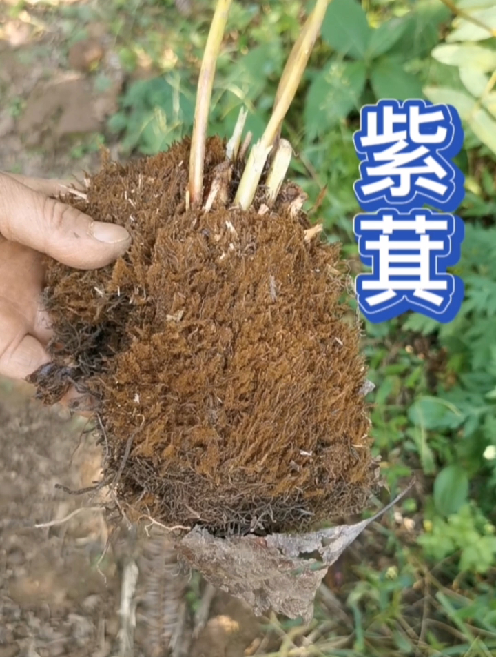 紫萁又叫紫萁贯众,既可以药用,又能做盆栽!