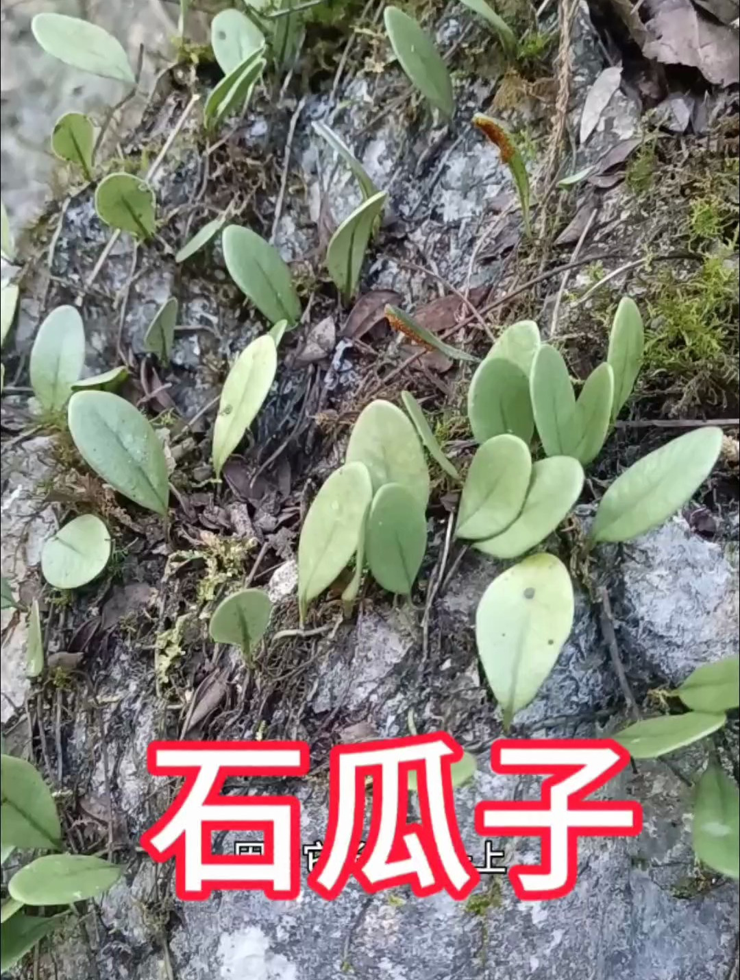 这种长在石头上的瓜子真厉害,很多懂的老百姓都在用,你用过吗?