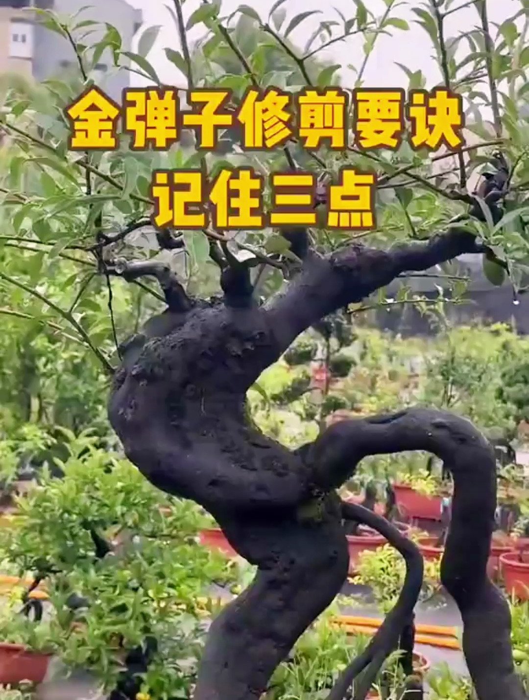 寻找金弹子口诀图片