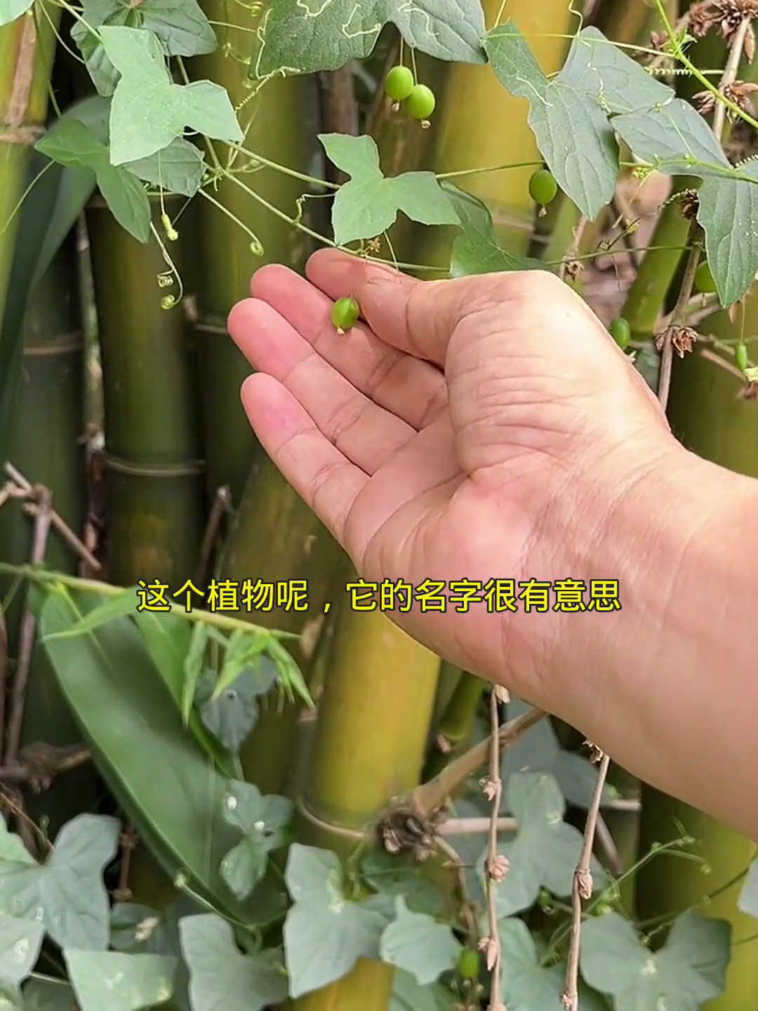 老鼠拉冬瓜