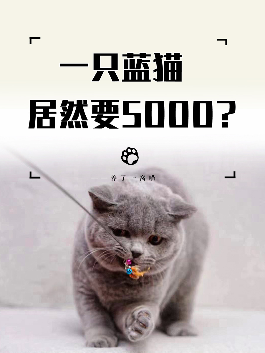 一只蓝猫的价格居然要5000?正规猫舍的猫凭啥这么贵?