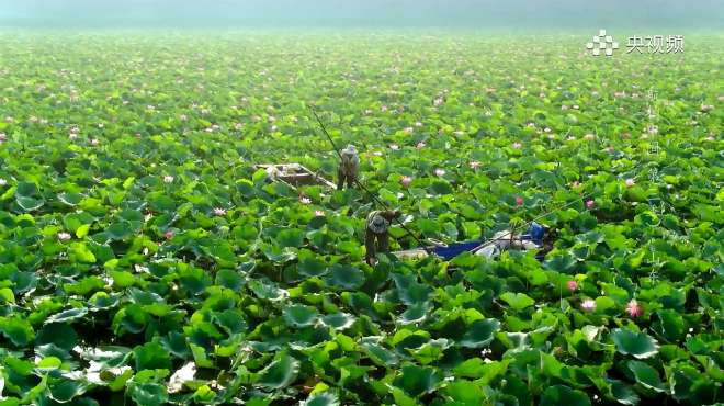 [图]航拍中国.山东.微山湖.荷花