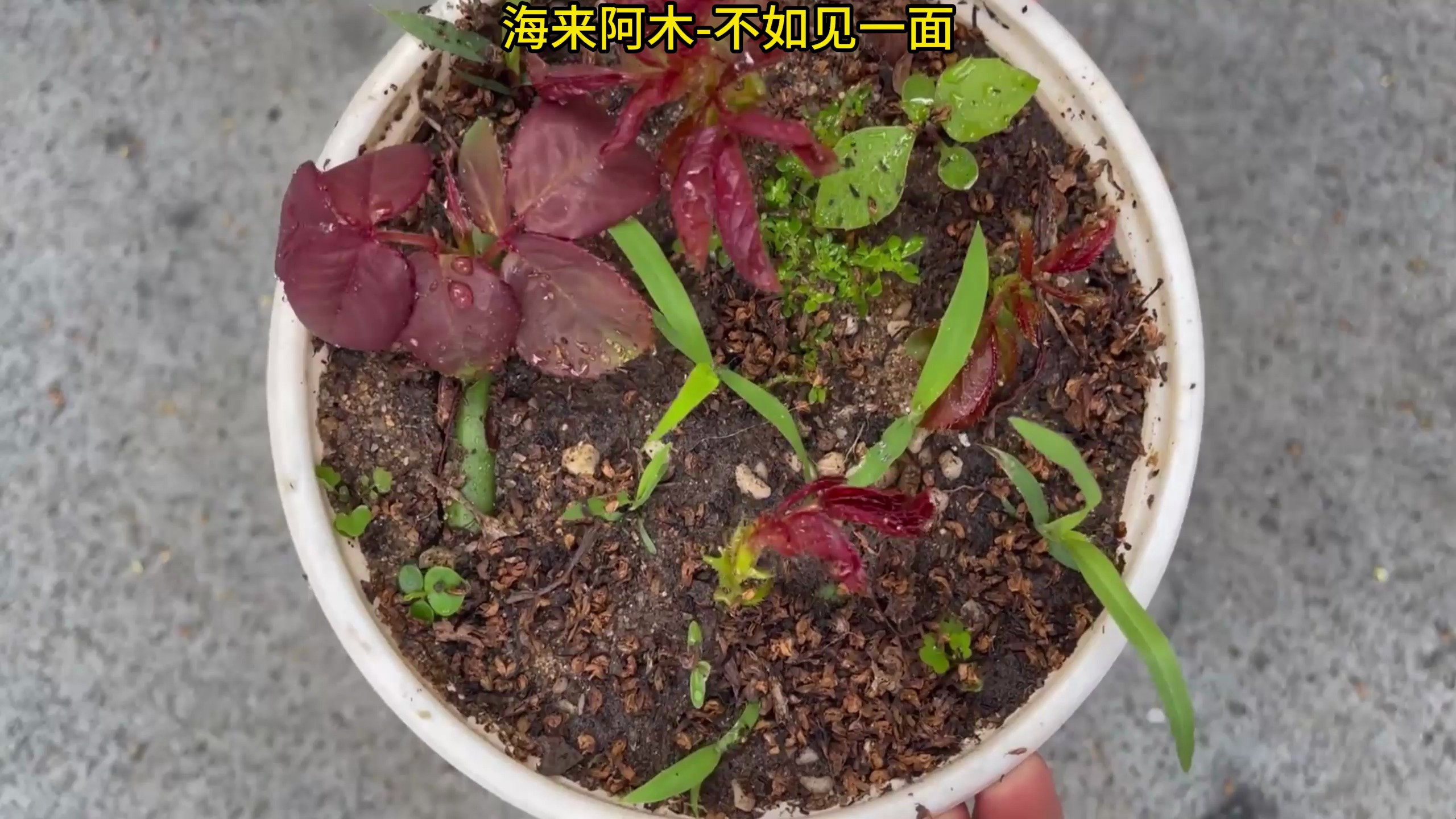 《不如见一面》这世间太多的难免亏欠你是我穿过思念的箭