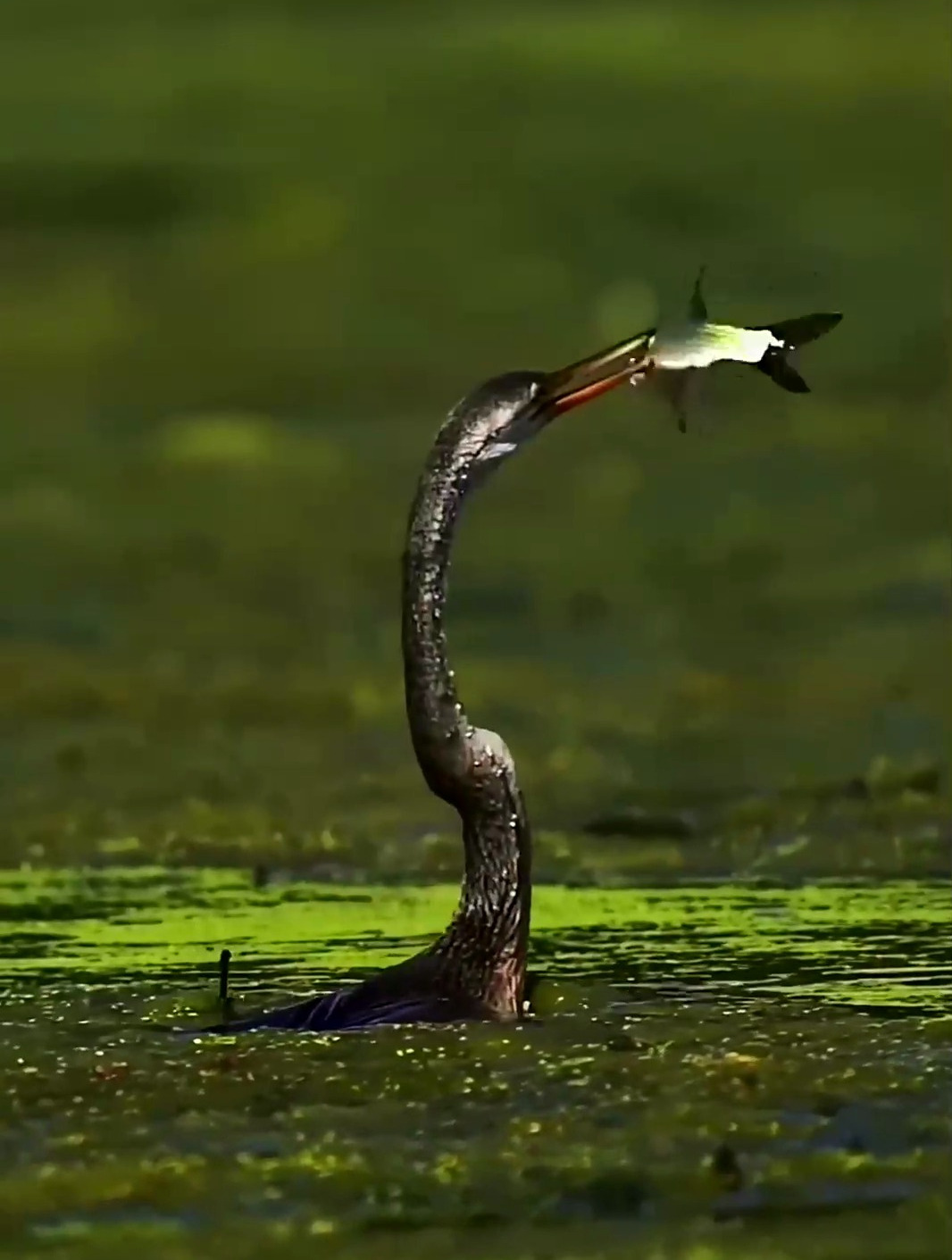 黑腹蛇鹈吃鱼,一条大鱼一口就吞下去!-度小视