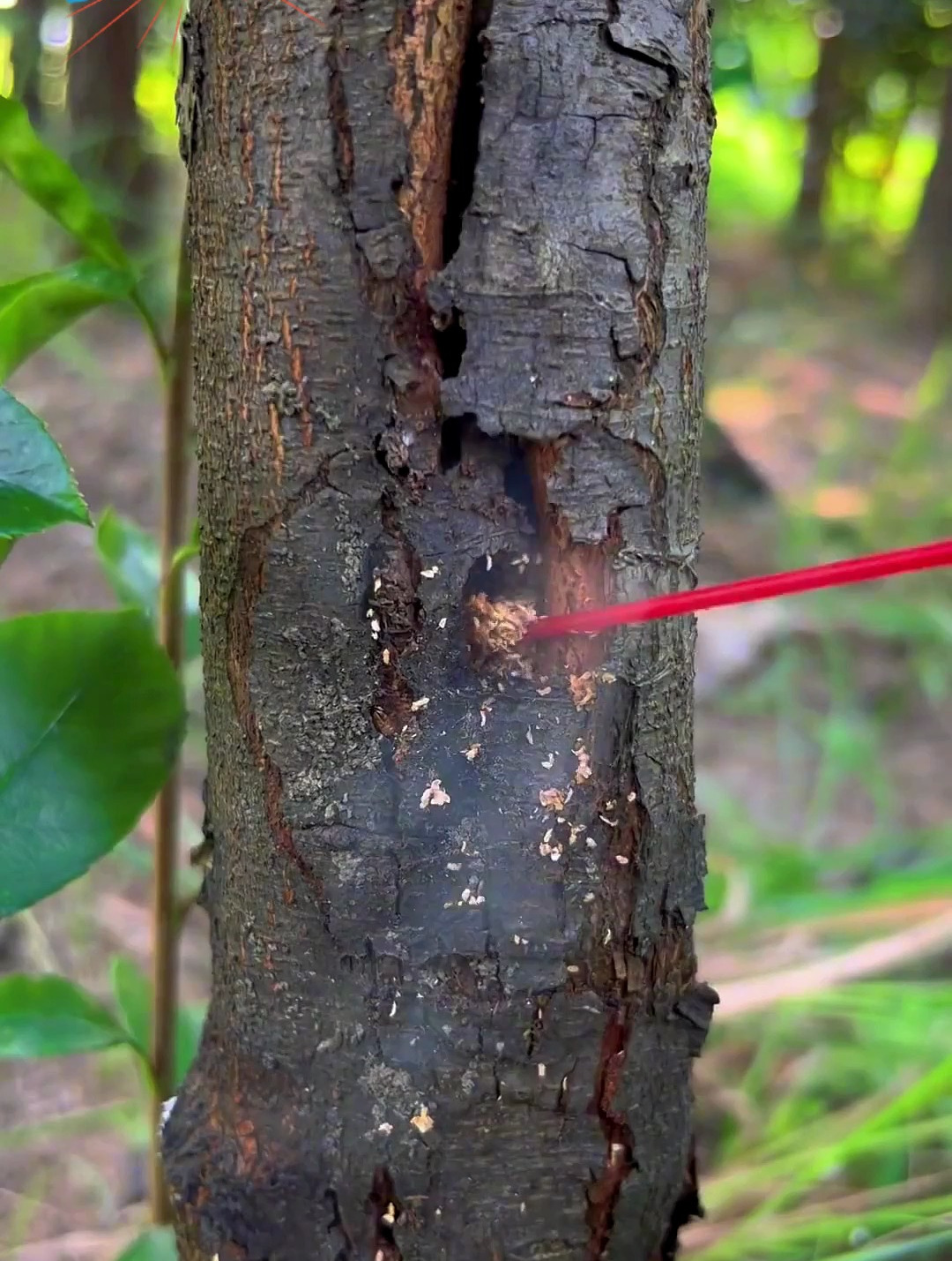 天牛幼虫不要怕,试试这个东西,一招就能灭掉