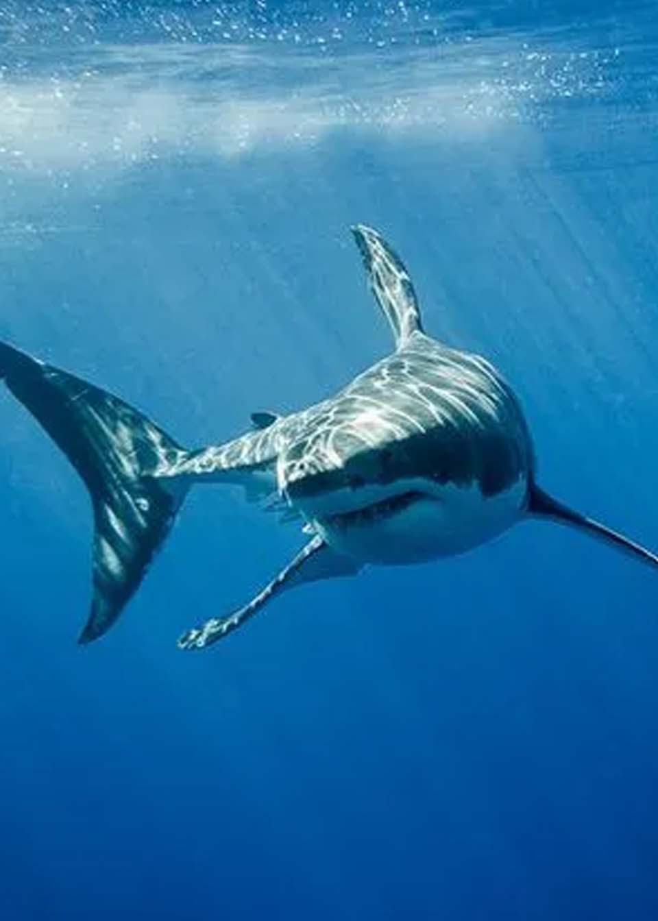 澳大利亚海域一头鲨鱼袭击冲浪者,在冲浪板上留下咬痕-度小视