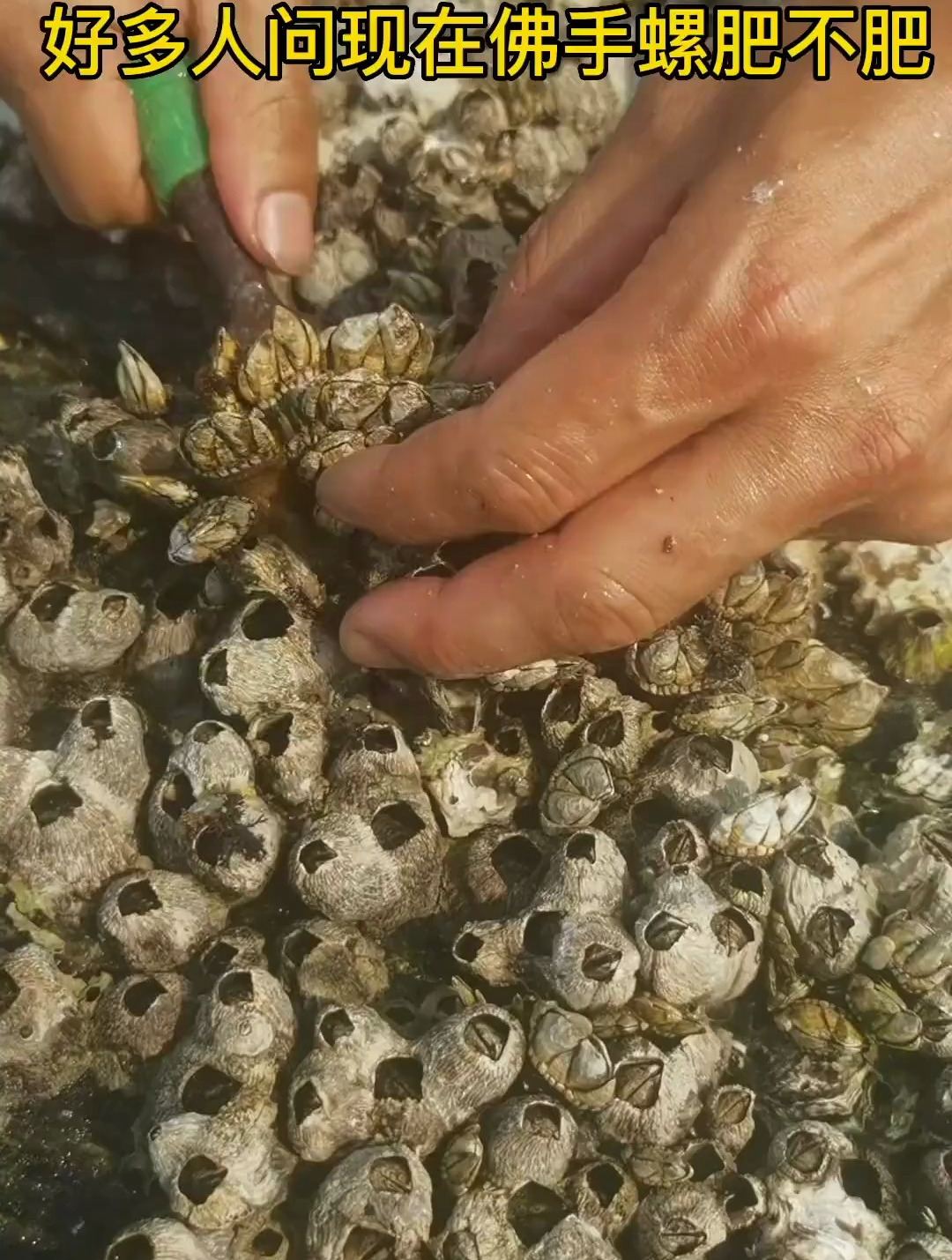 这个季节佛手螺比较肥,赶海看到都不能放过 户外赶海抓海鲜-度小视