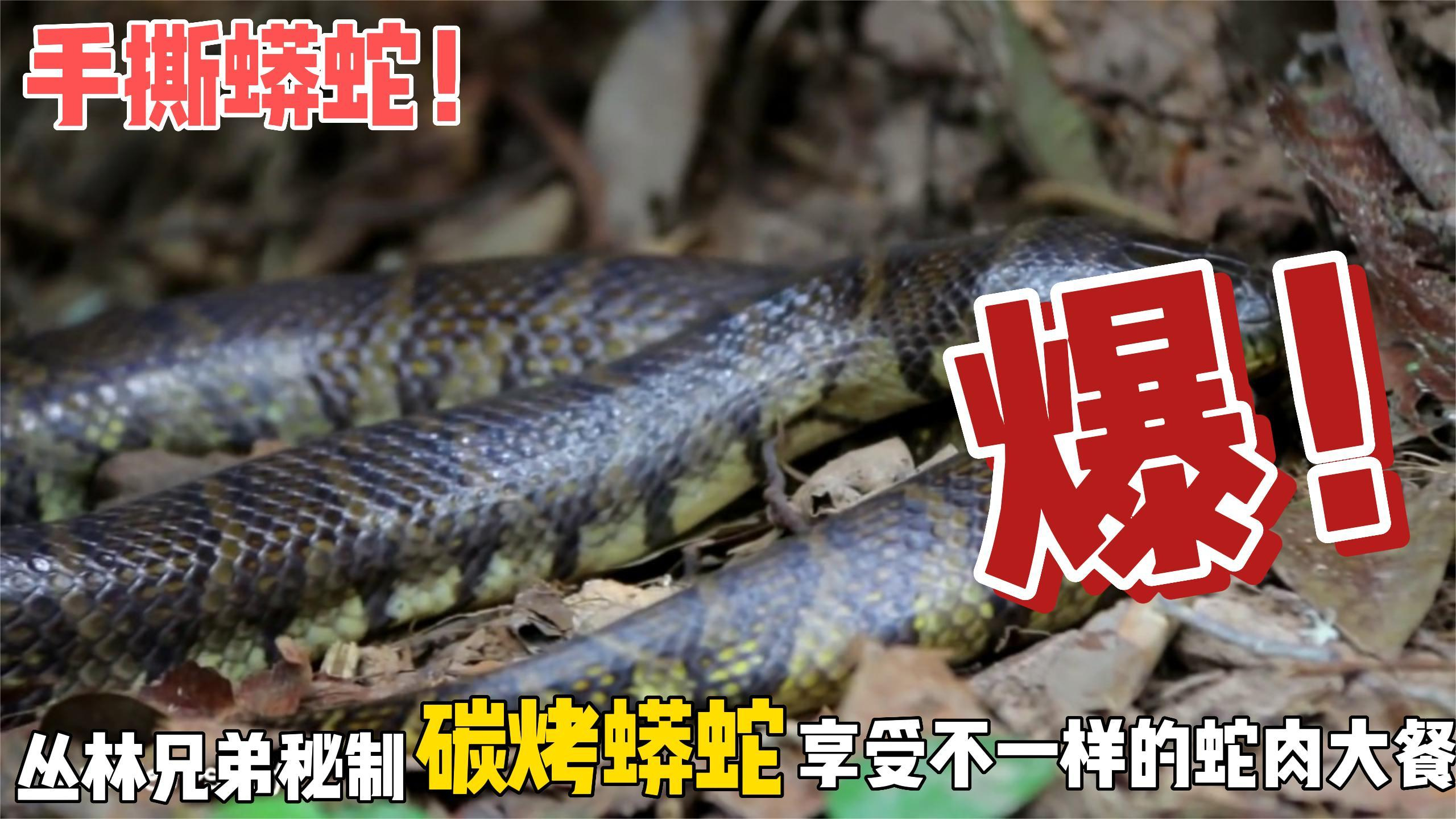 手撕蟒蛇!丛林兄弟秘制碳烤蟒蛇,享受不一样的蛇肉大餐