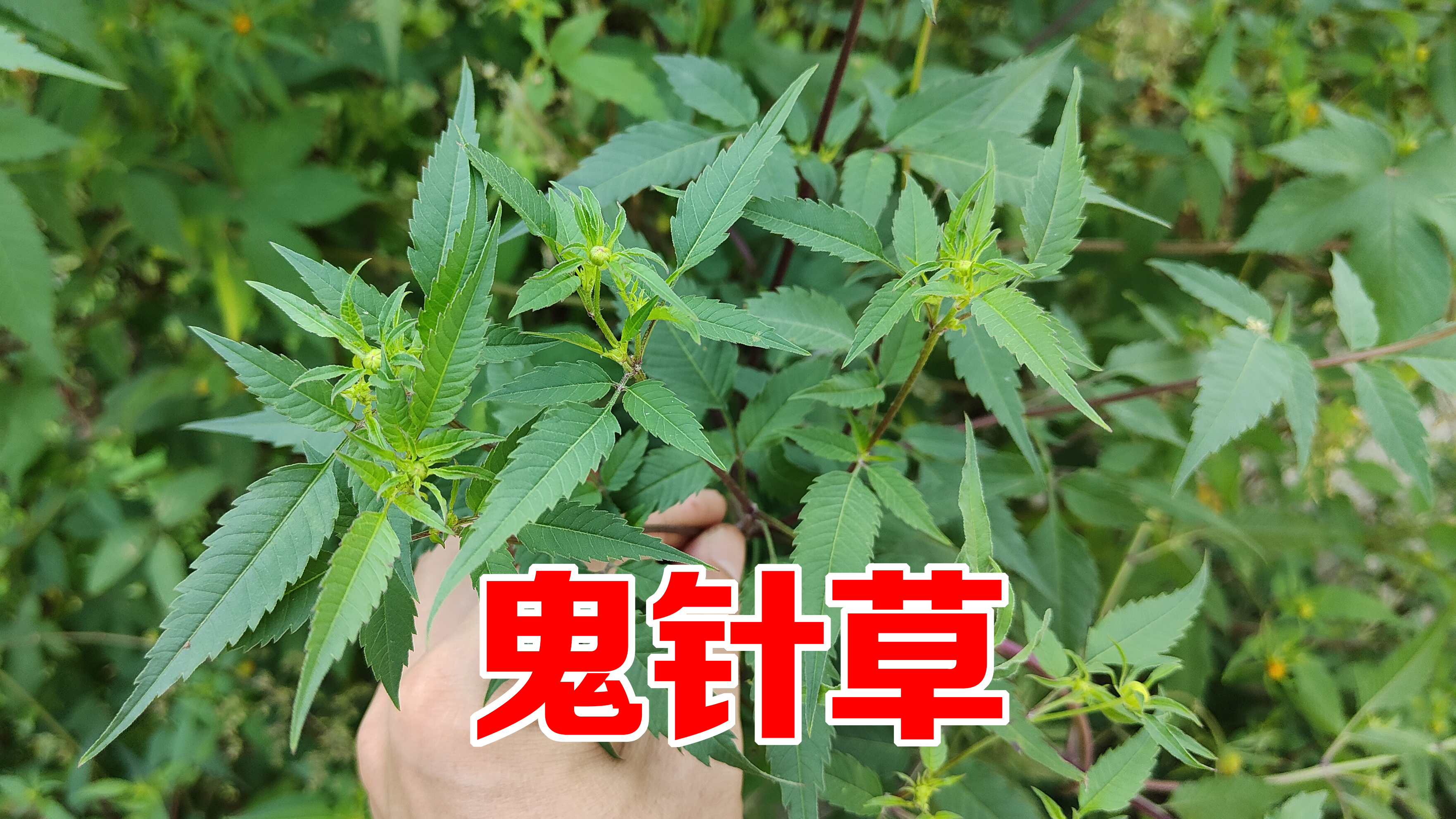 农村鬼针草煮水作用厉害了，老人称它为“解毒草”，看见摘点回家