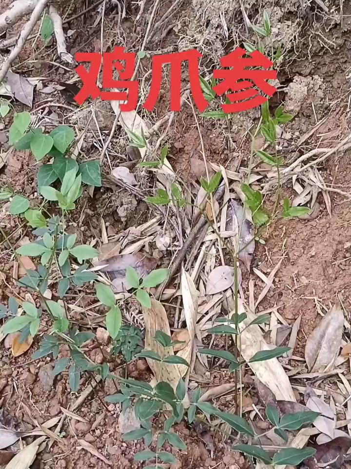 大山里的原生态 珍贵药材 野生药材 中药本草 滋补养生食材