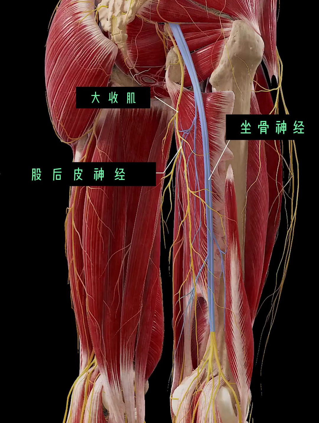 人体的大腿部构成(3d动画演示)