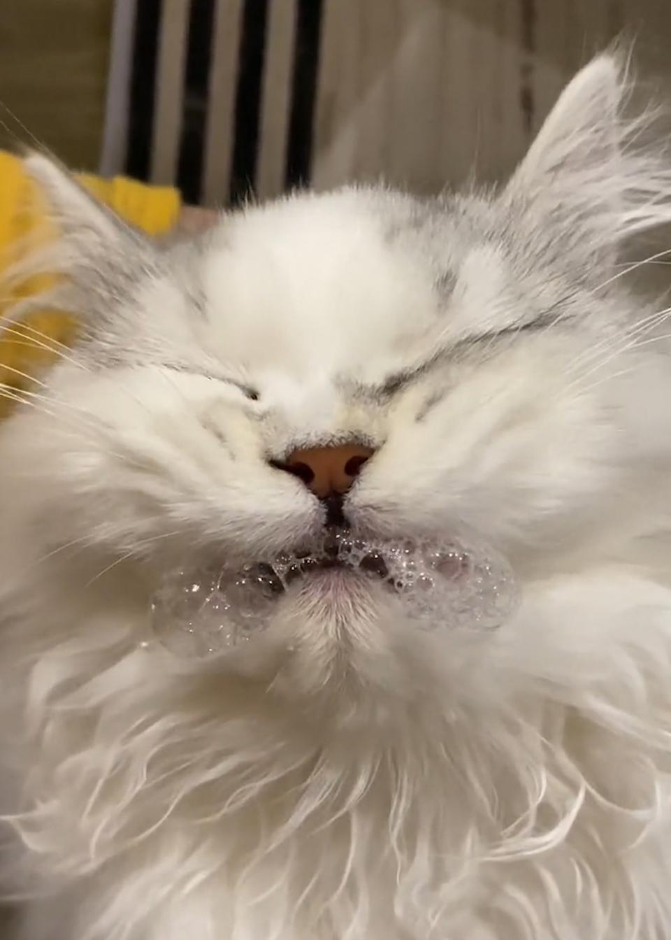 好笑又心疼!猫咪感冒吃药被苦到吐泡泡,还强忍着咽了