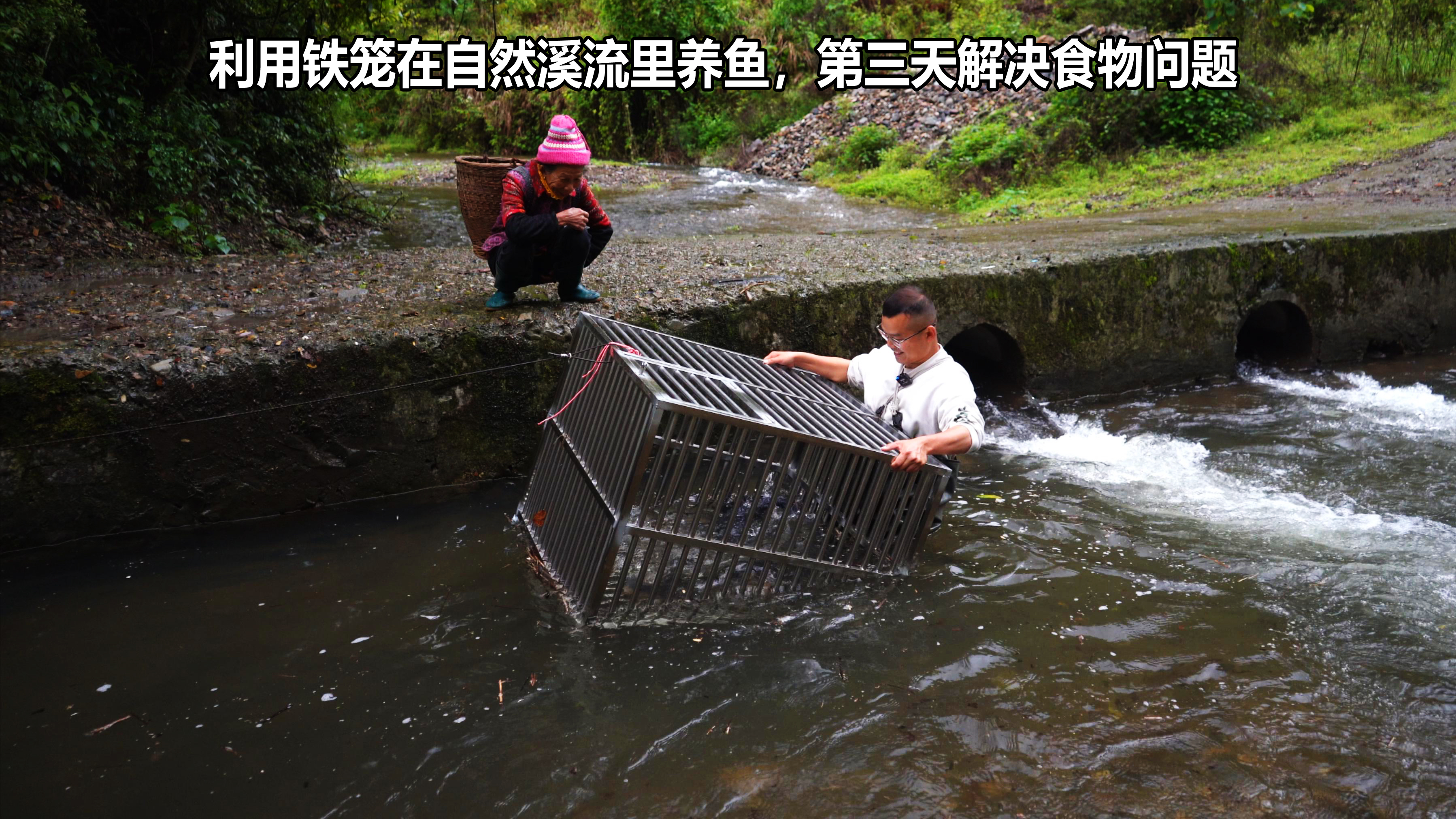 利用铁笼在溪流养鱼第3天,洪水后安然无恙,今天解决喂食问题