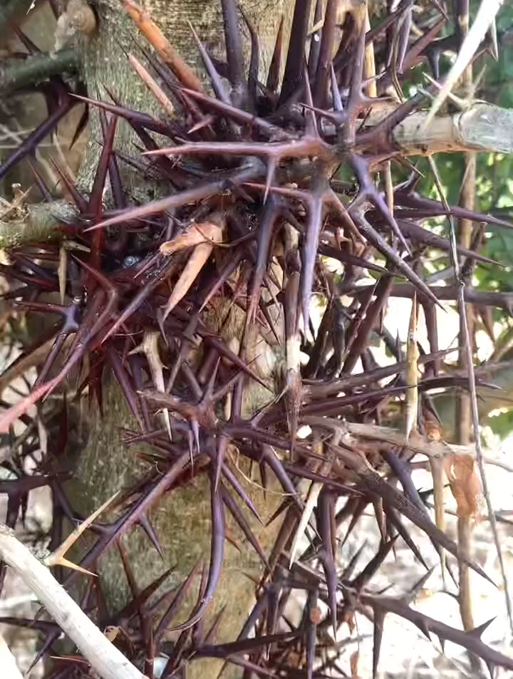 农村植物科普:这个长着长刺的植物你认识吗?-度小视