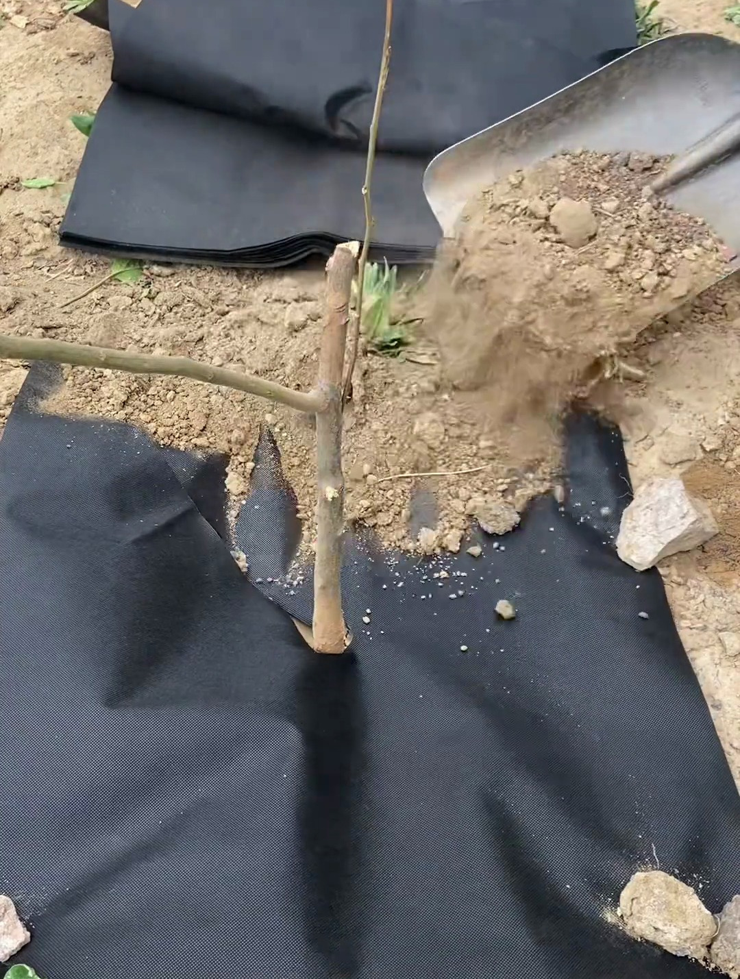 新型防草布除草布,用了不长草了