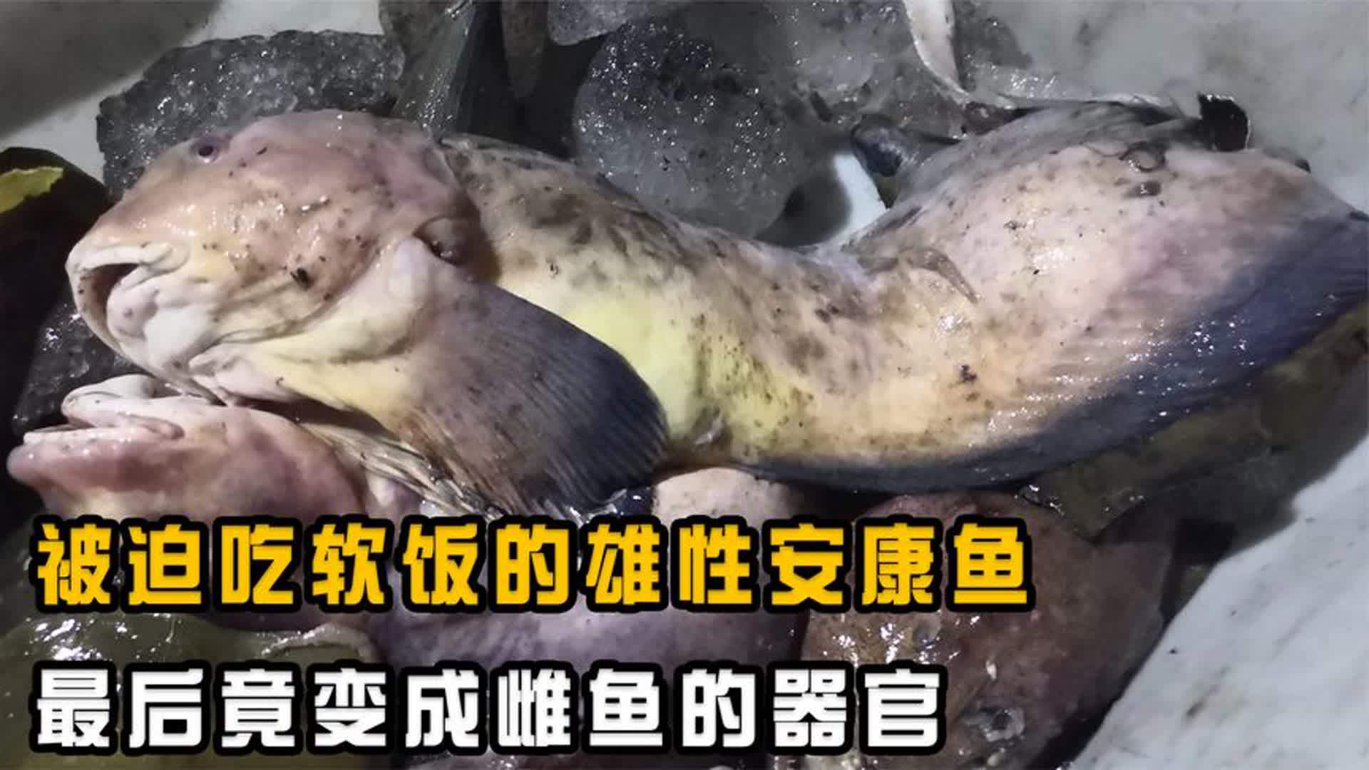 被迫吃软饭的雄性鮟鱇鱼,最后竟成雌鱼器官,夫妻体型竟相差百倍