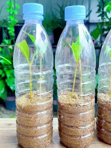 用一个矿泉水瓶,就能扦插一棵桂花树!赶紧学学吧~-度小视