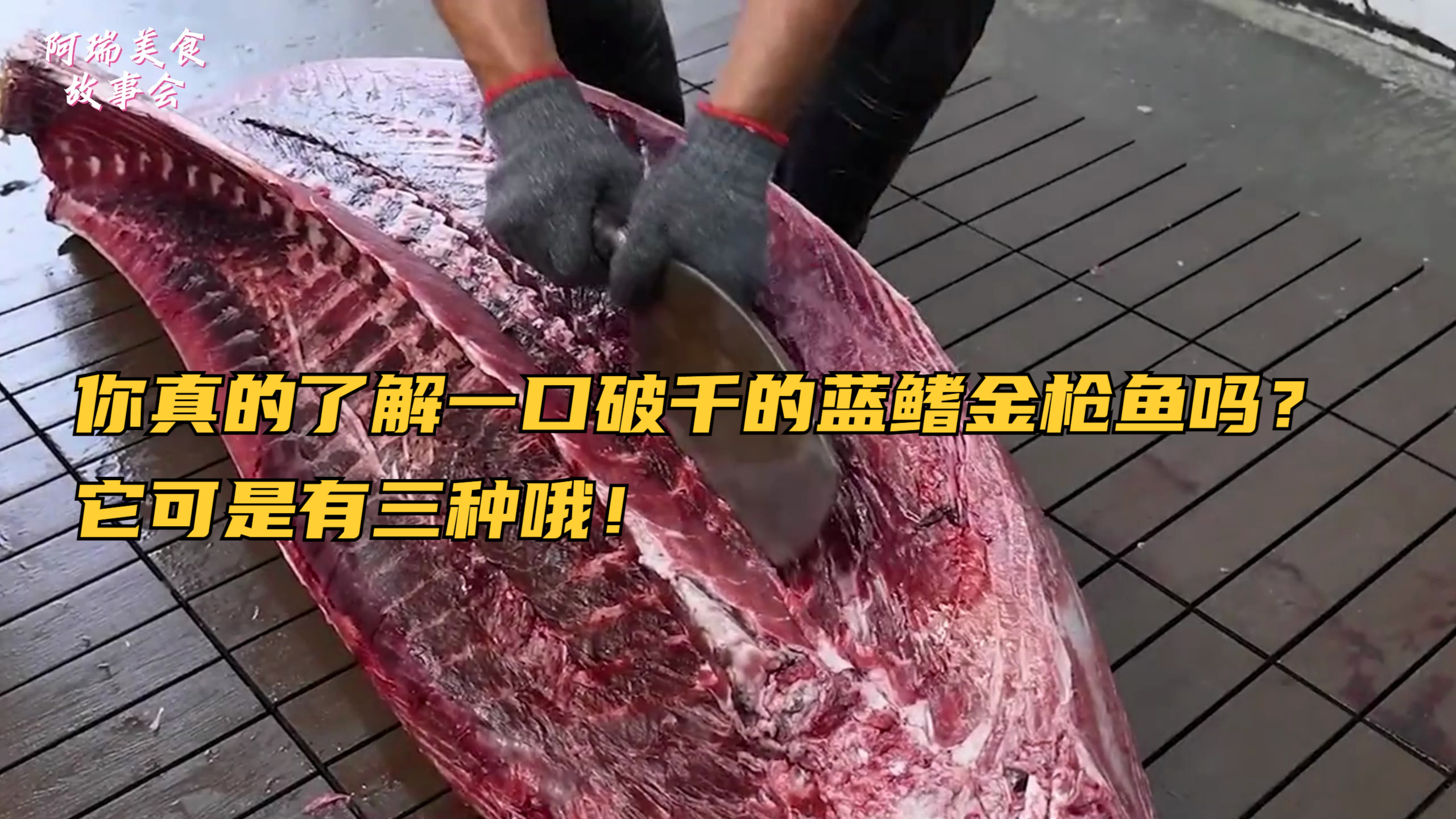 你真的了解一口破千的蓝鳍金枪鱼吗?它可是有三种哦!
