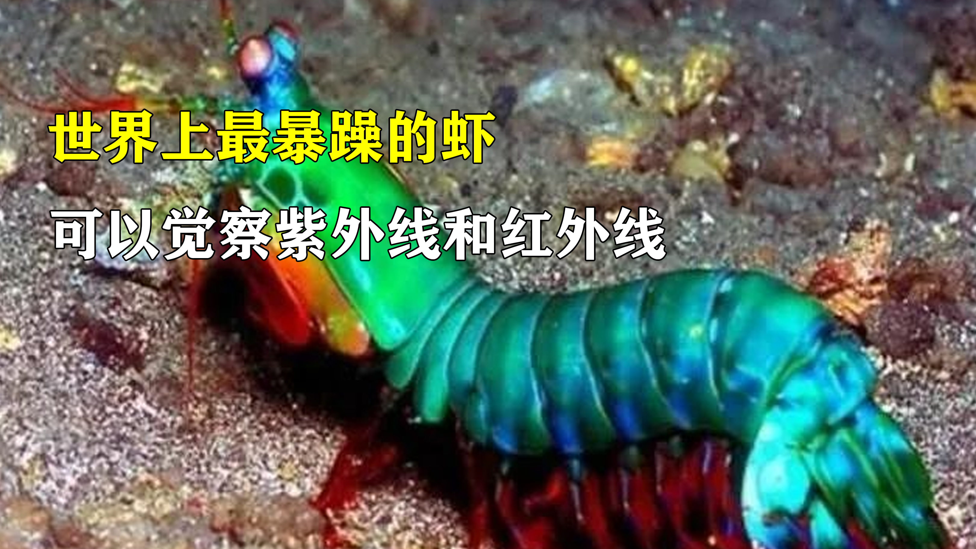 海底拳击手雀尾螳螂虾,性情凶残极为好斗,体长能达到18厘米