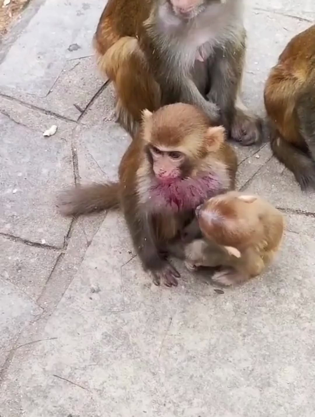 小猴子被邻居家猴子打的浑身是血