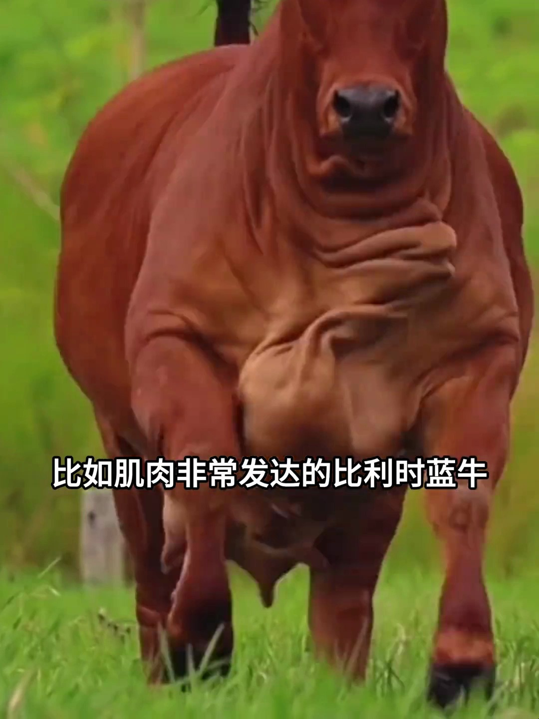 从肌肉牛到迷你牛,牛与牛之间的差别还是挺大的