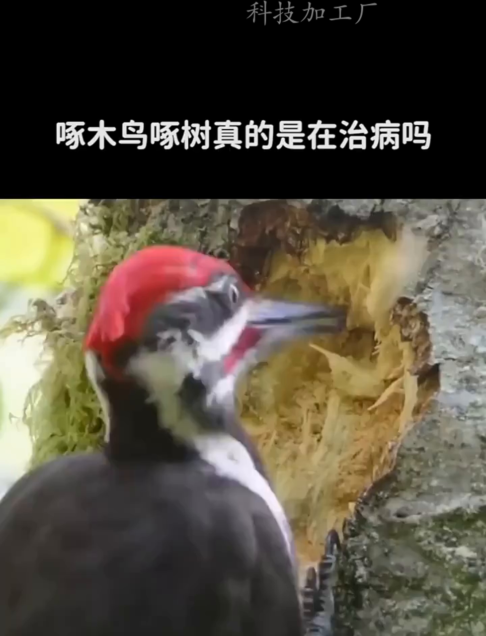 啄木鸟为什么要啄树木 啄木鸟为什么要啄树木