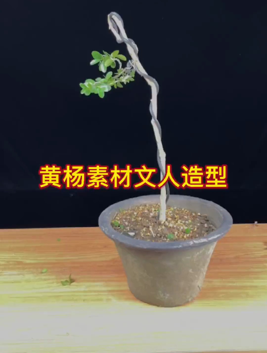 直杆黄杨素材文人造型.黄杨大跌枝文人造型