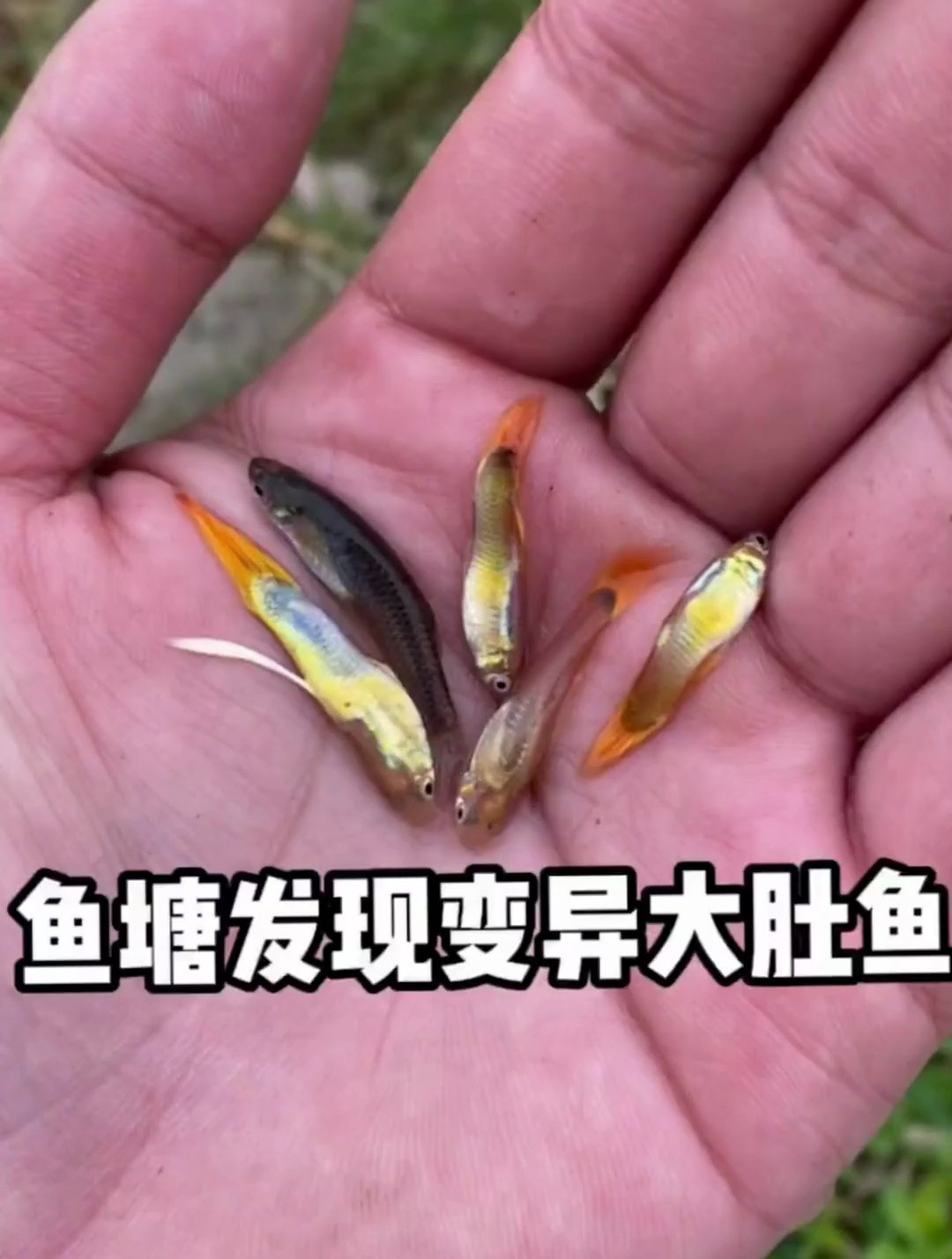 鱼塘发现变异大肚鱼