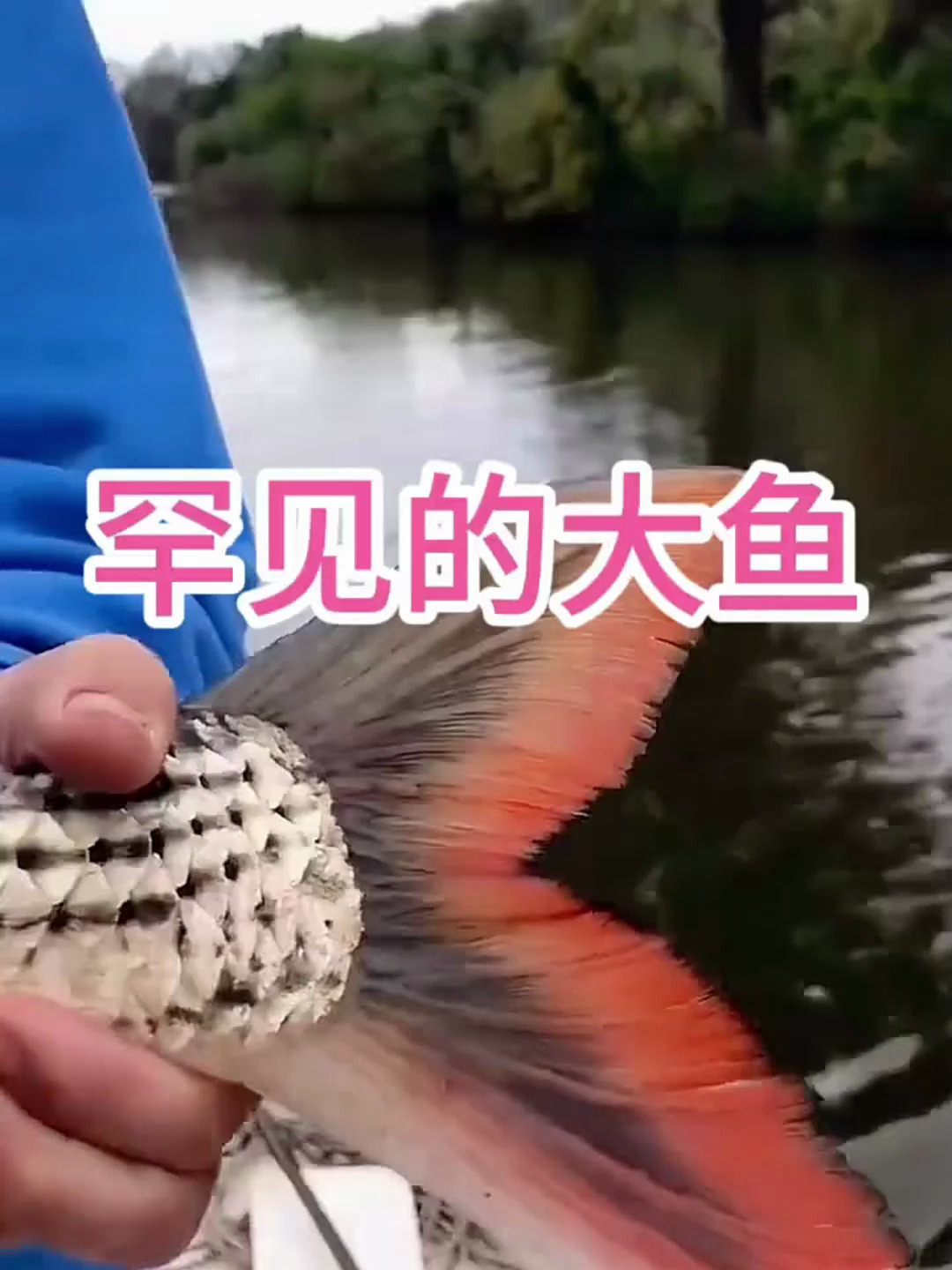 罕见的大鱼,不知道是什么品种