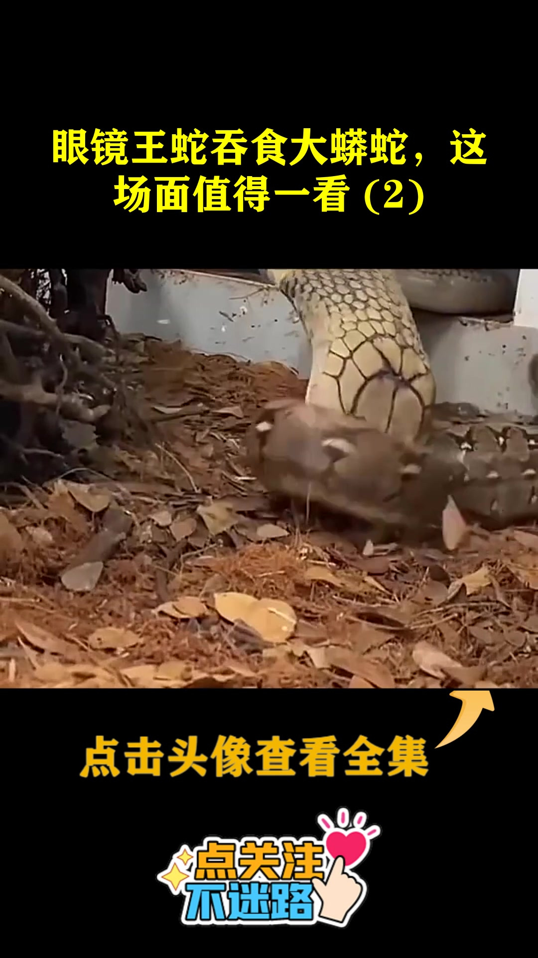 眼镜王蛇吞食大蟒蛇,这场面值得一看 (2)-度小视