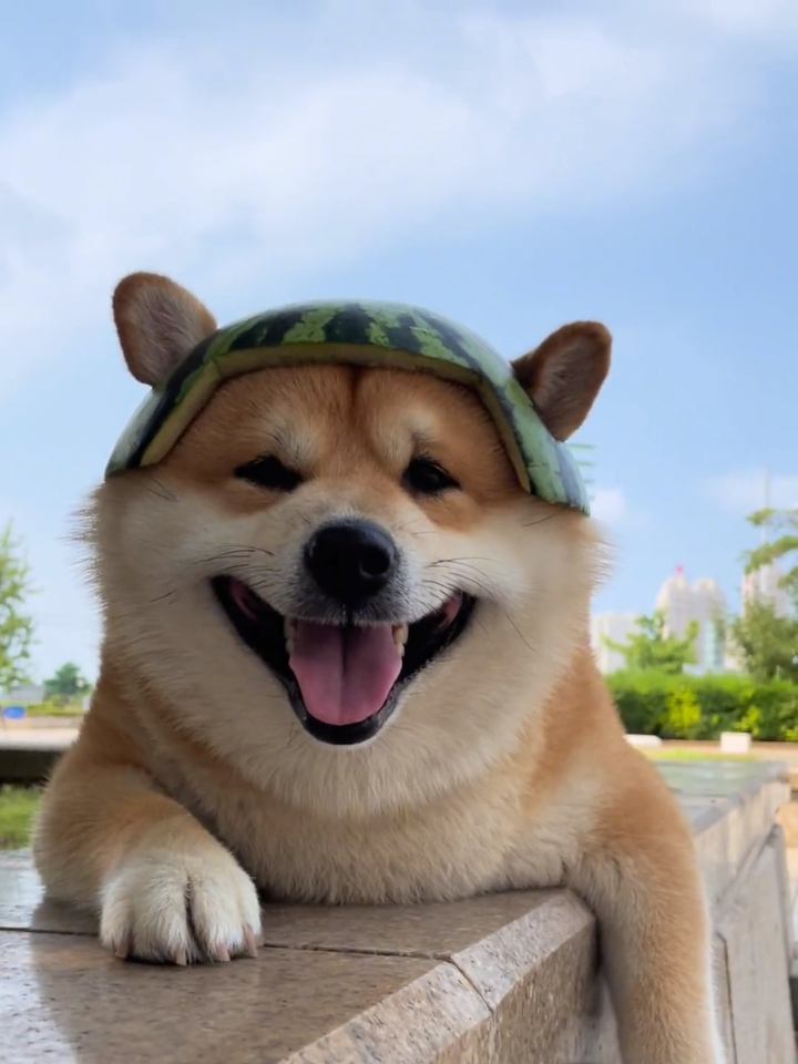 修勾勾怎么能这么可爱,柴柴的瓜皮帽子怎么样?