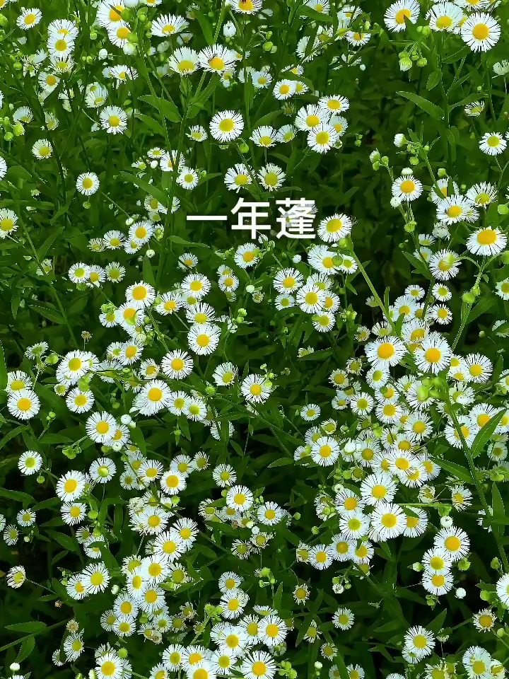 野花也该拥有自己的名字和浪漫.初夏的一年蓬,让人一眼沦陷