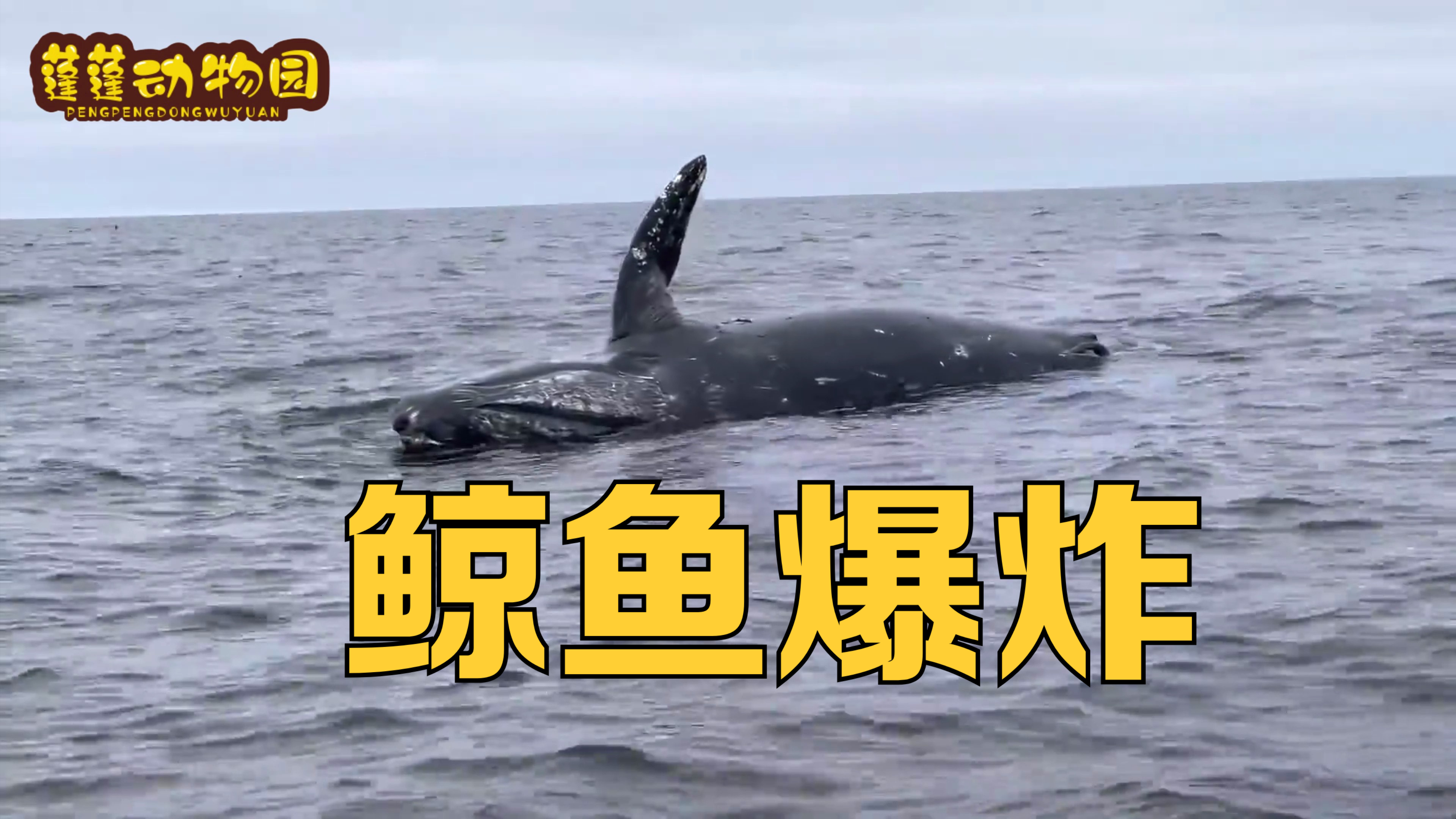 鲸鱼爆炸你见过么,记得要躲远点