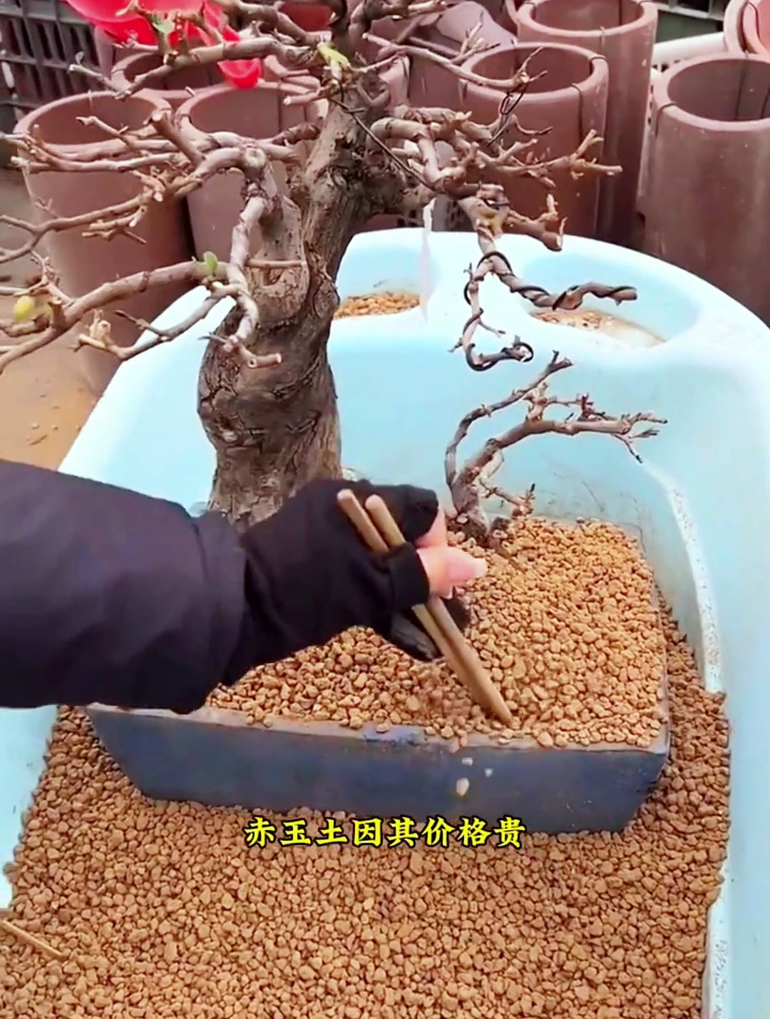 赤玉土由火山灰堆积而成,是盆景用土运用最广泛的一种土壤介质