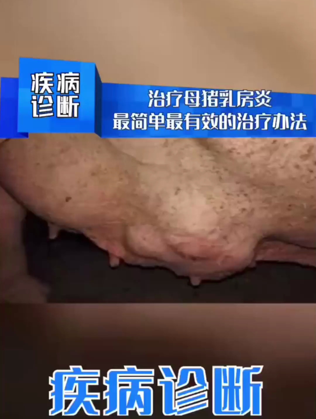 治疗产后母猪乳房炎的方法分享-度小视