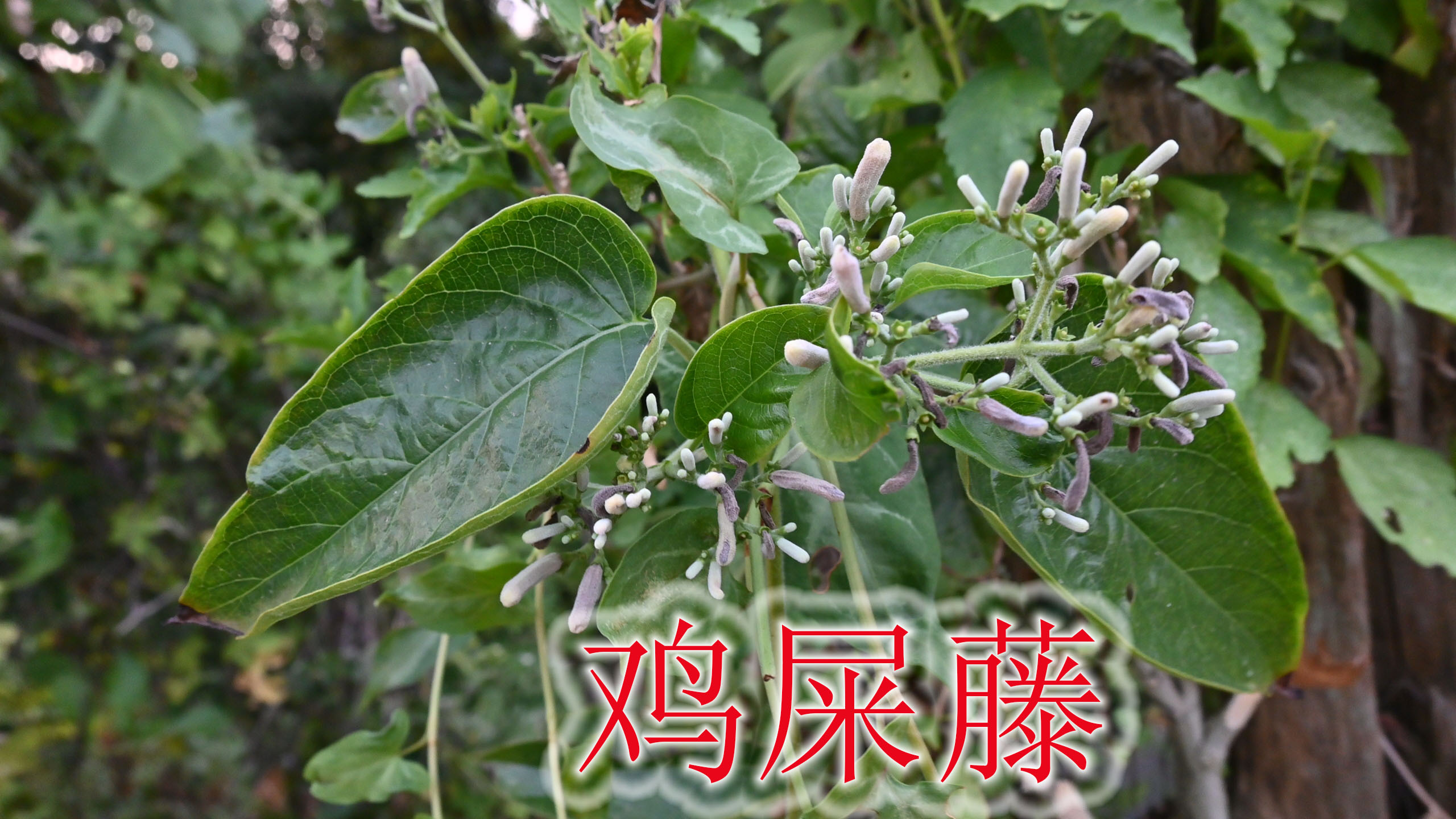 农村清香又臭的“鸡屎藤”,煲汤煲糖水做小吃,很多不知道的价值