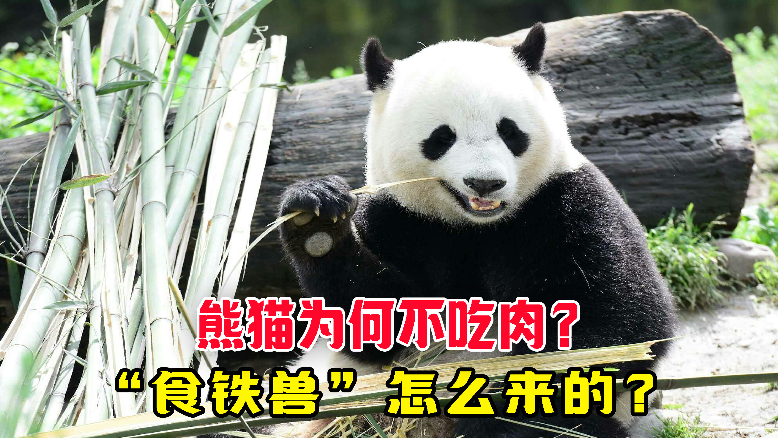 熊猫为何不吃肉?“食铁兽”怎么来的,吃竹有何讲究?