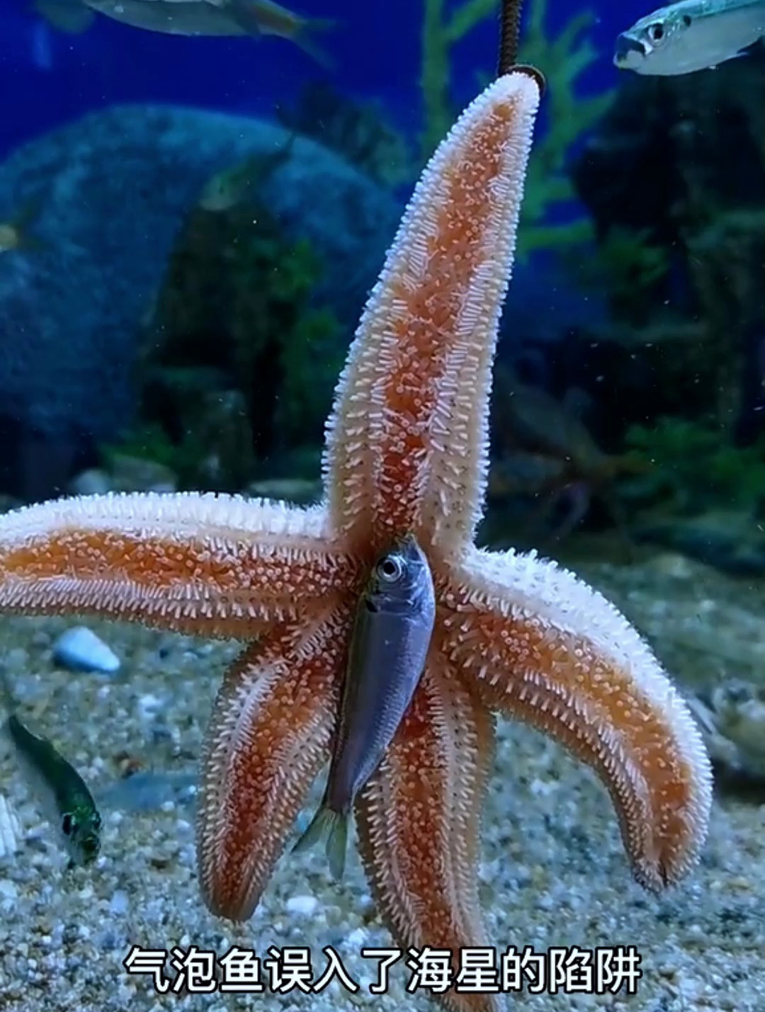 海星进食方式独特,鱼家伙进食残暴