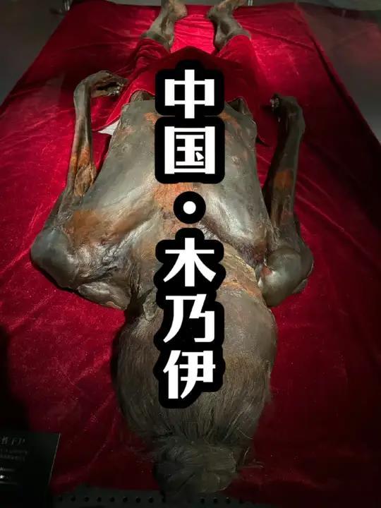 中国木乃伊,新疆出土!谨慎观看