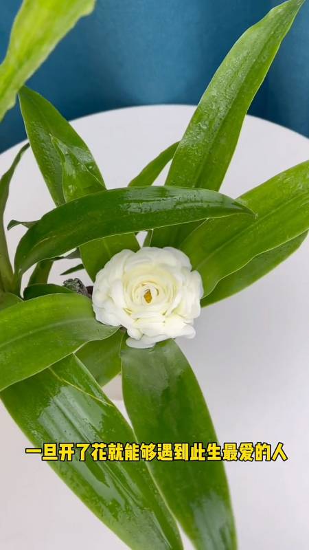 巴西木又叫幸运木,传言说一旦开花就能遇到幸运的事情