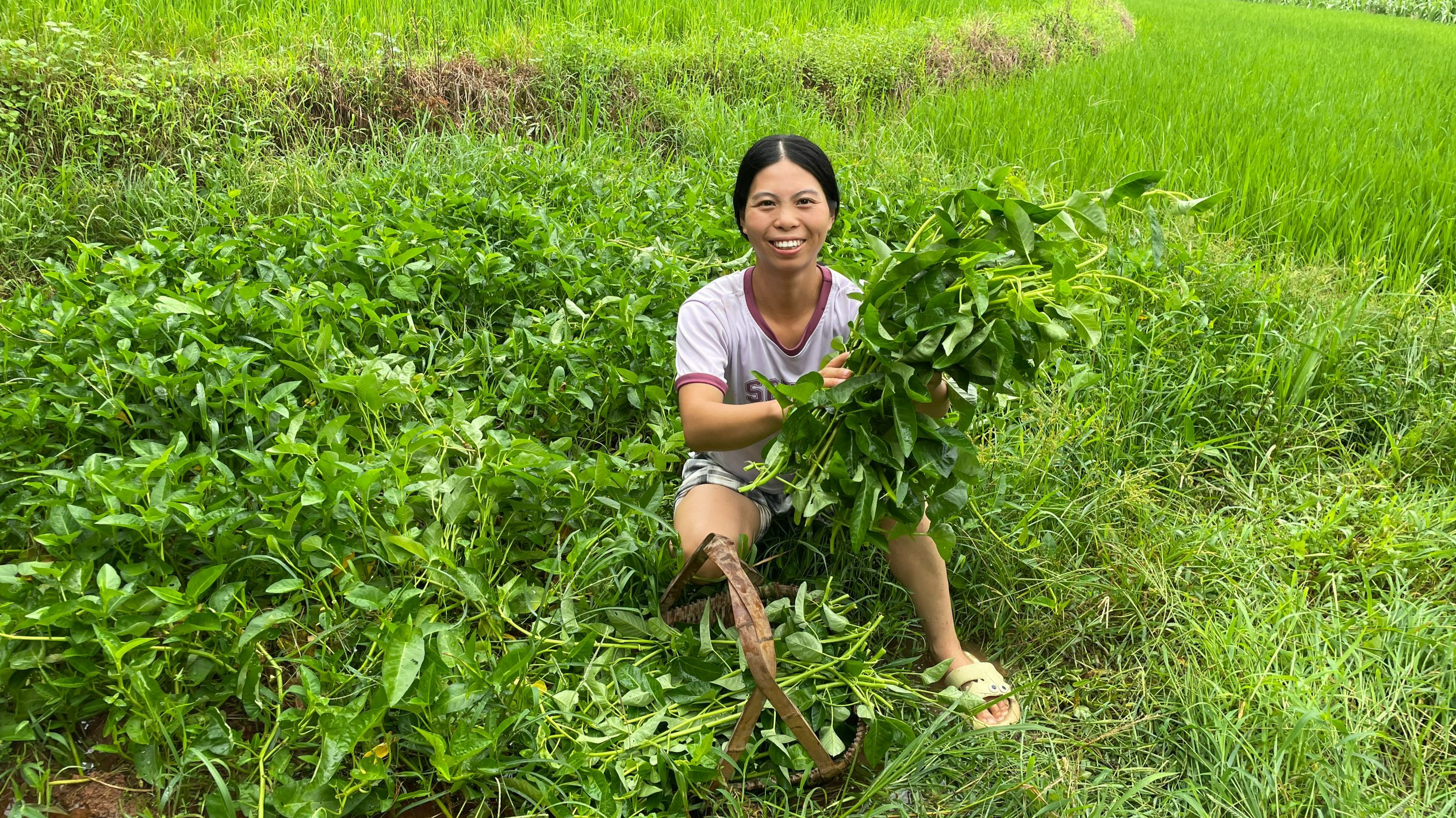 小秀去田里摘菜,新鲜嫩绿的爬藤空心菜,你们吃过吗?