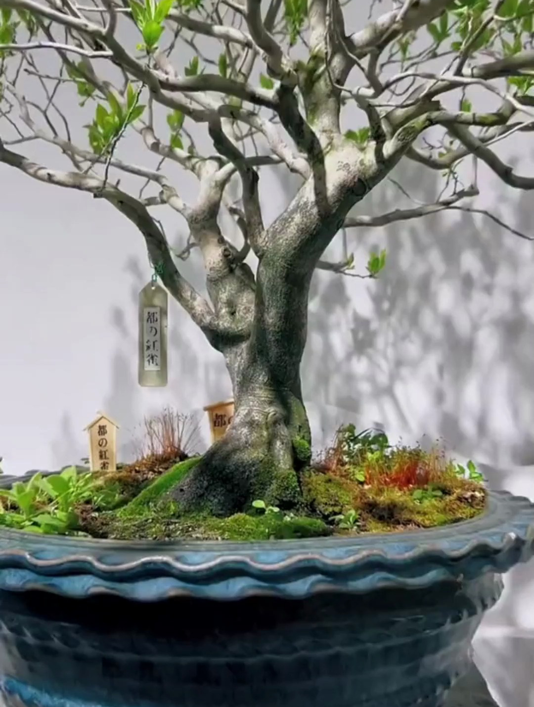 老鸦柿如何施肥,建议大家用缓释肥,营养持续供应,帮助植物生长