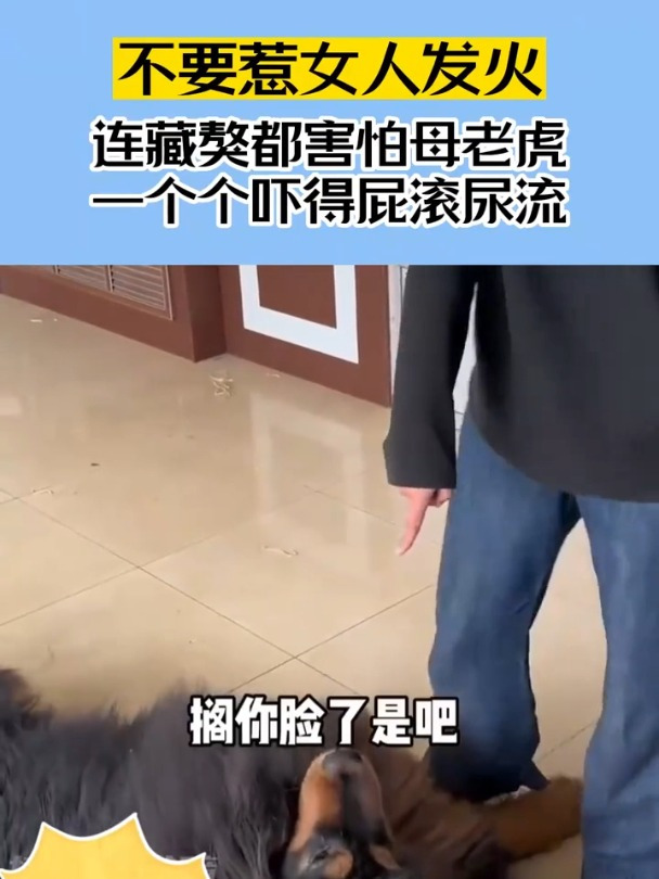不要惹女人发火,连藏獒都害怕母老虎,一个个吓得屁滚尿流