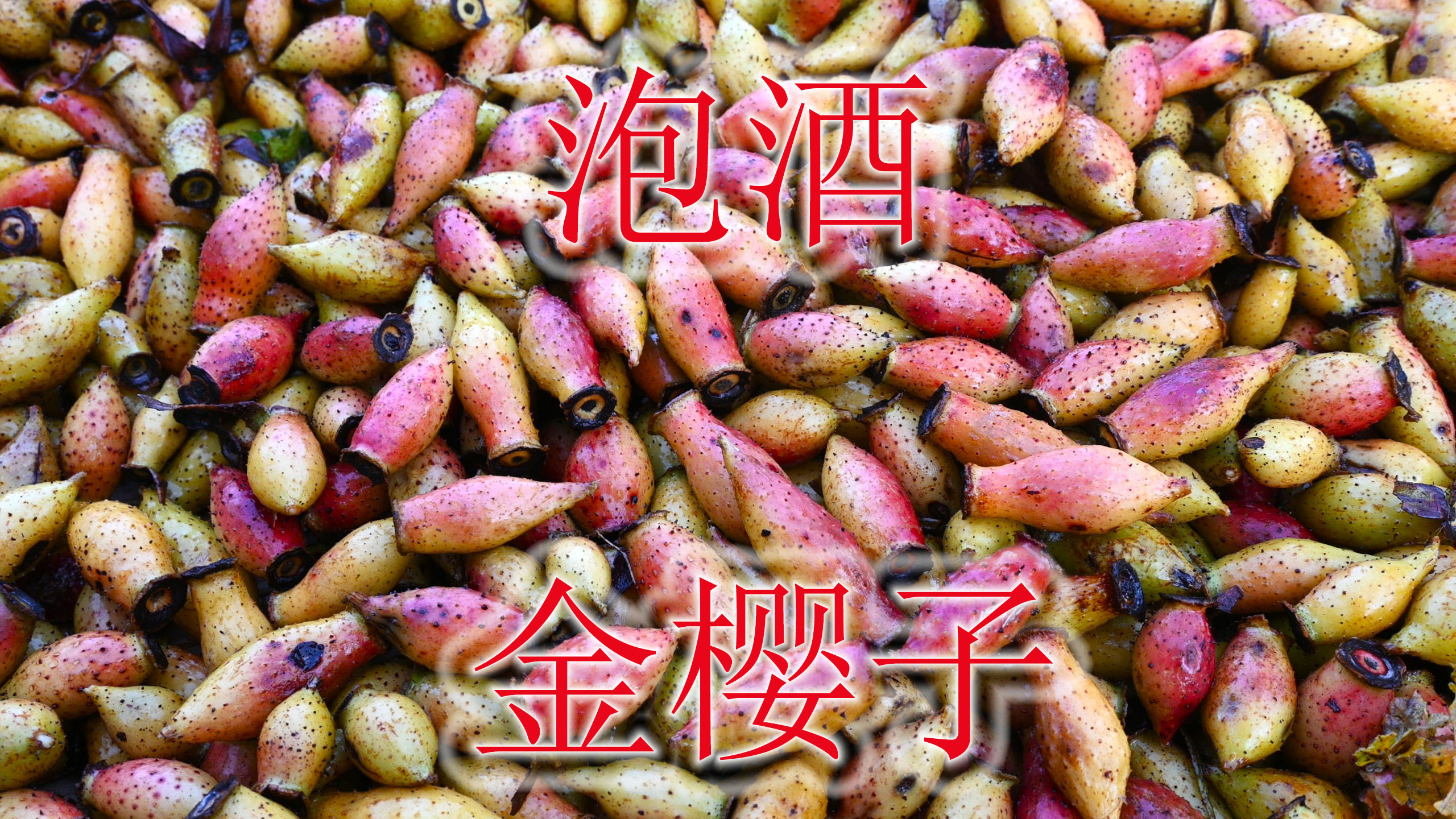 野果金樱子用来泡酒,男性中年老人十分喜好,有哪些好处呢?