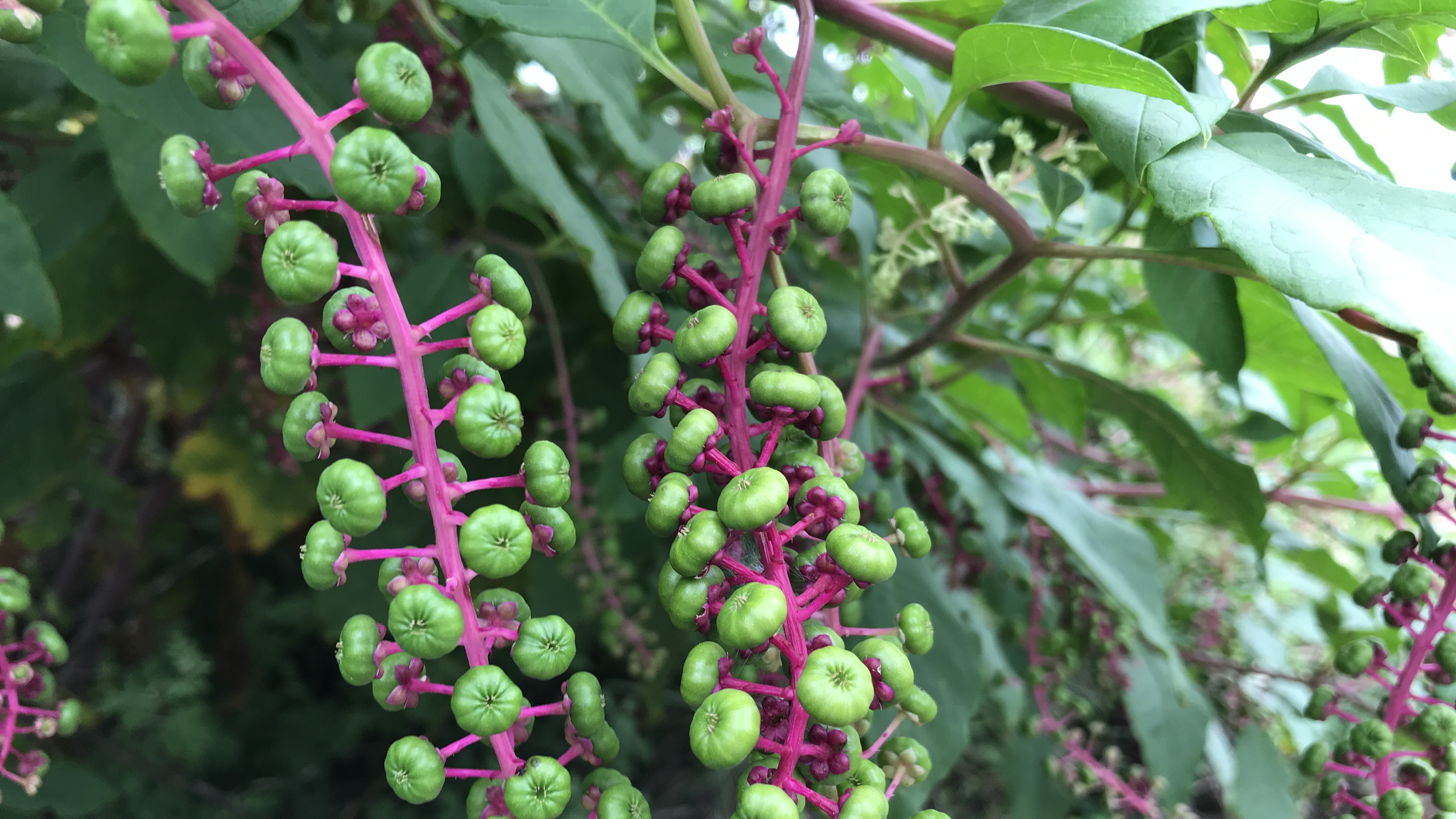 农村常见的植物商陆,到底有啥价值与用途?了解下吧