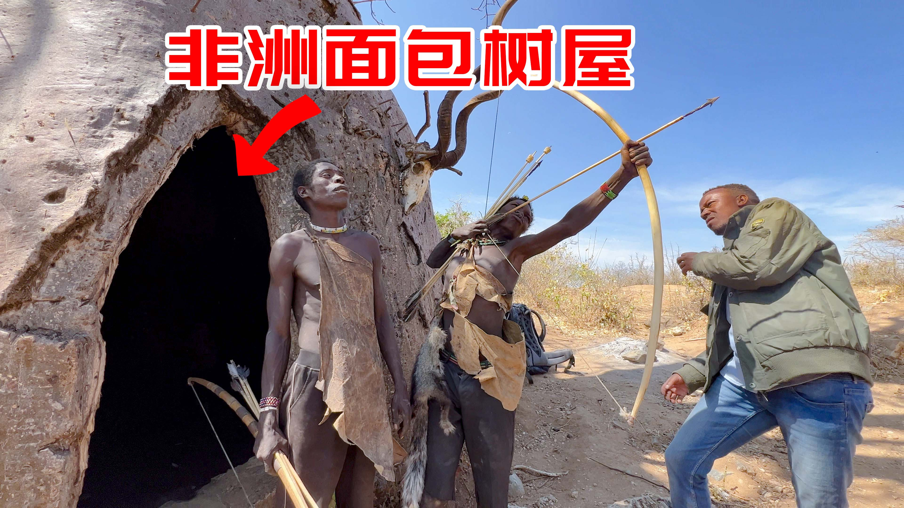 原来这就是非洲的面包树，树上不仅长面包，还可以当房子住！